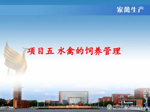 鸭的饲养管理 ppt课件
