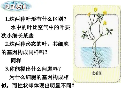 基因对性状的控制教学课公开课一等奖课件省赛课获奖课件