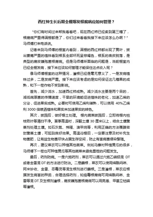 西红柿生长后期全棚爆发根腐病应如何管理？