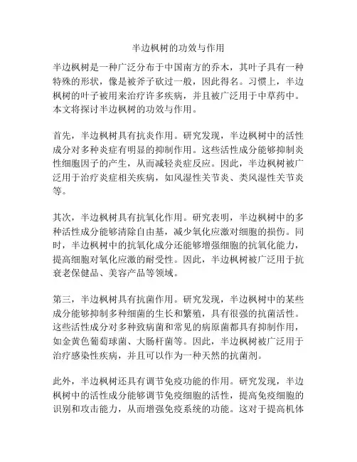 半边枫树的功效与作用