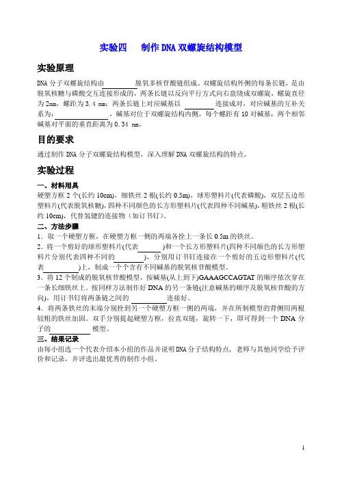 实验四   制作DNA双螺旋结构模型