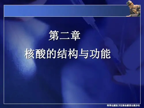 核苷酸核苷碱基和核糖脱氧核糖