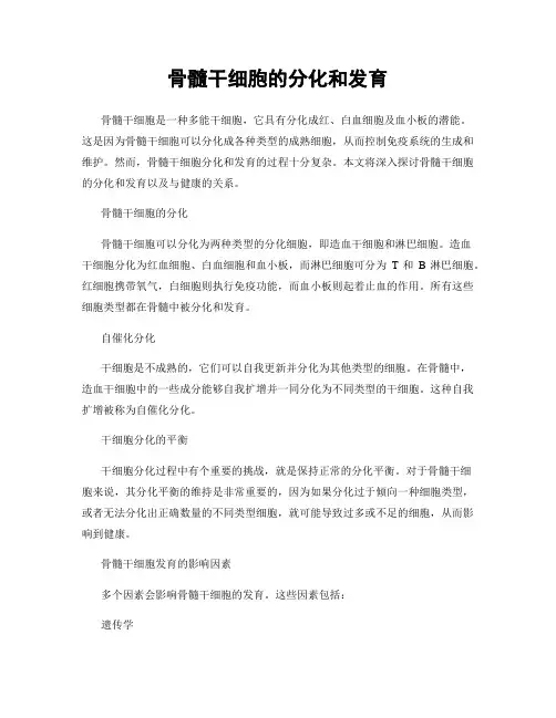 骨髓干细胞的分化和发育
