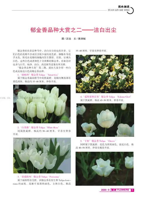 郁金香品种大赏之二——洁白出尘
