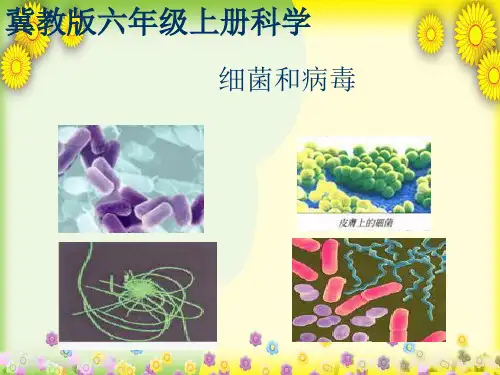 (冀教版)小学科学六上册《细菌和病毒》PPT课件(同课异构)
