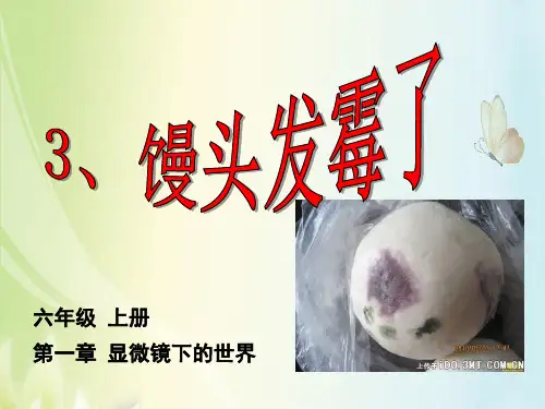 馒头发霉了上课课件