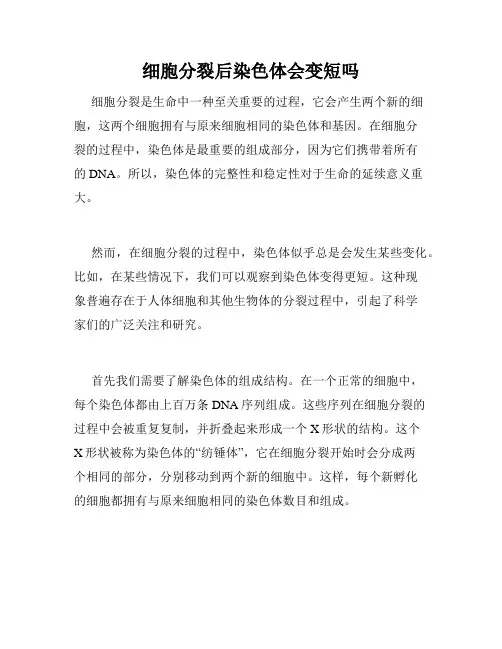 细胞分裂后染色体会变短吗