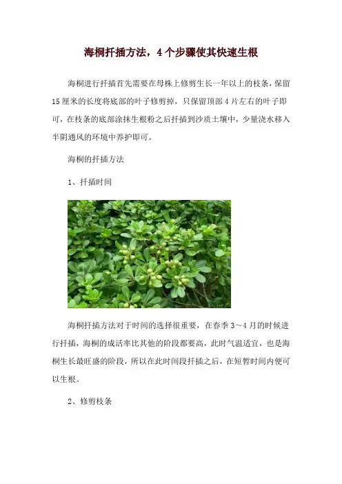 海桐扦插方法,4个步骤使其快速生根