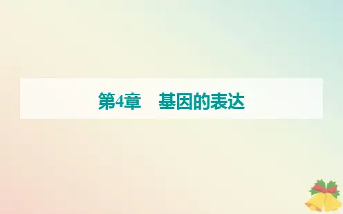 新教材2024届高中生物新人教版必修2：基因指导蛋白质的合成课件