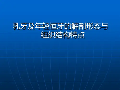【儿童口腔医学PPT】  乳牙及年轻恒牙的解剖形态与组织结构特点 (2)