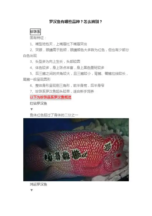 罗汉鱼有哪些品种？怎么辨别？