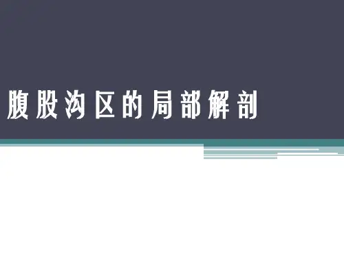 腹股沟区的局部解剖医学PPT