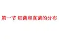 细菌和真菌的分布