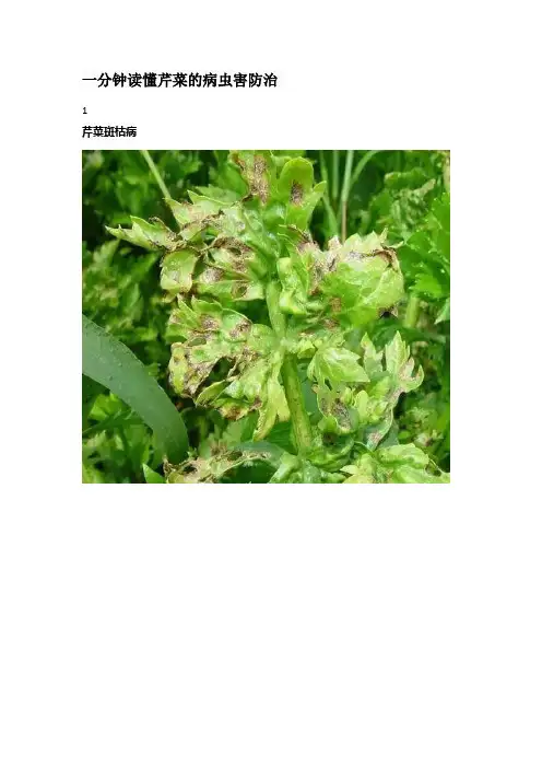 一分钟读懂芹菜的病虫害防治