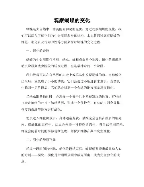 观察蝴蝶的变化