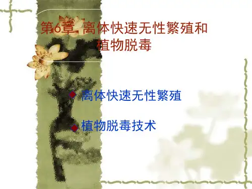 植物组织培养课件7