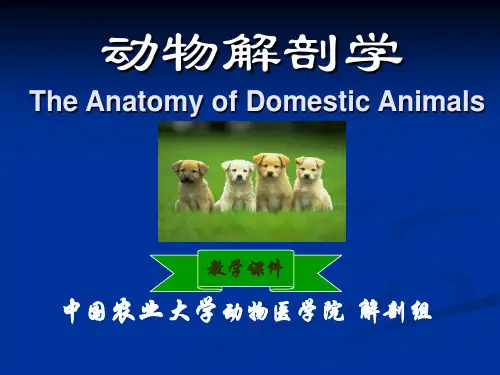 动物解剖学