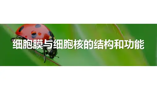 细胞膜与细胞核的结构和功能-高考生物复习