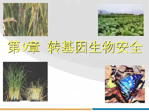 《转基因生物安全》PPT课件