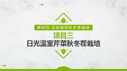 日光温室芹菜秋冬茬栽培课件(共33张PPT)《蔬菜生产技术》同步教学(中国农业出版社)