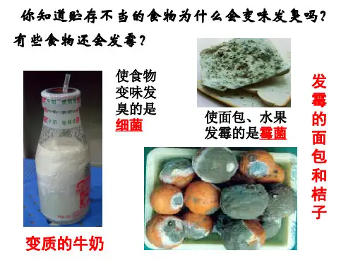 浙教版科学七下1.6 细菌和真菌的繁殖( 细菌)经典课件(共44张PPT)