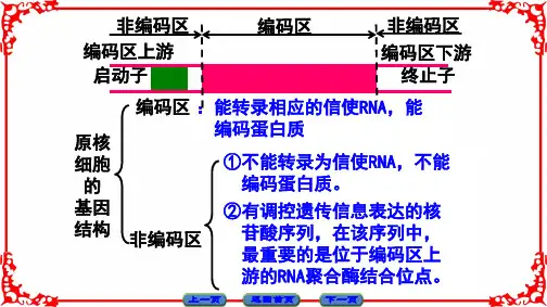 基因工程的操作过程ppt62页
