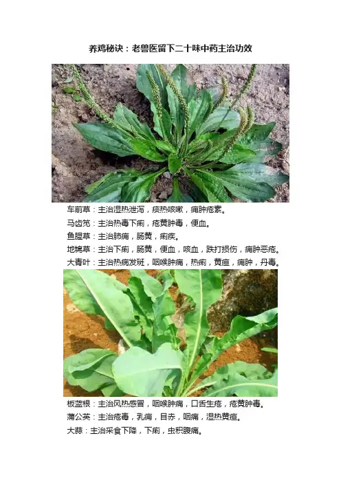 养鸡秘诀：老兽医留下二十味中药主治功效