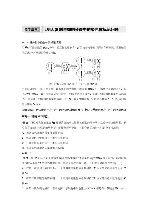 高中生物新教材必修第二册教案讲义：DNA复制与细胞分裂中的染色体标记问题