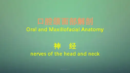 口腔颌面部神经解剖课件