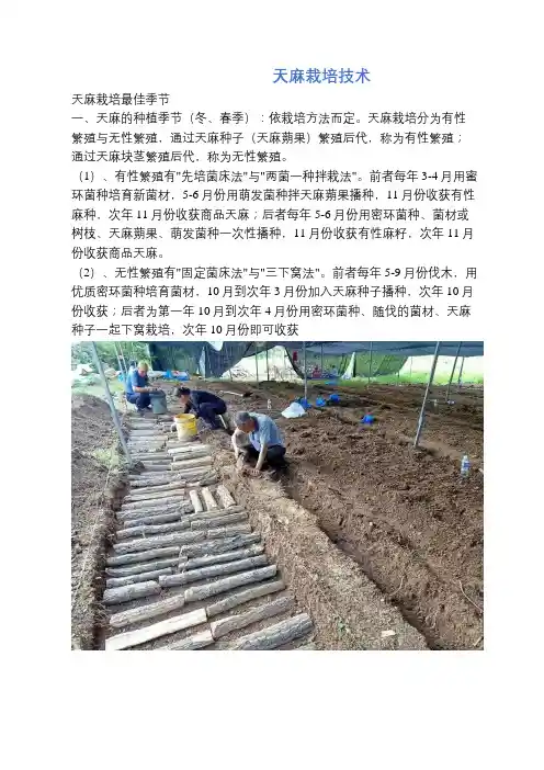 天麻种植栽培技术