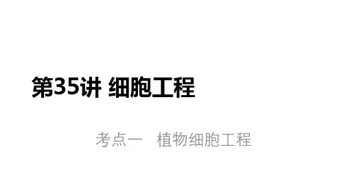 2024届高三生物一轮复习课件--植物细胞工程