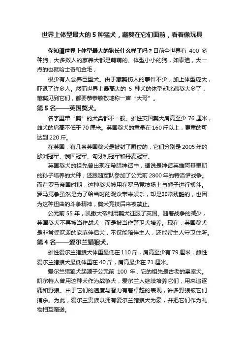 世界上体型最大的5种猛犬，藏獒在它们面前，看着像玩具