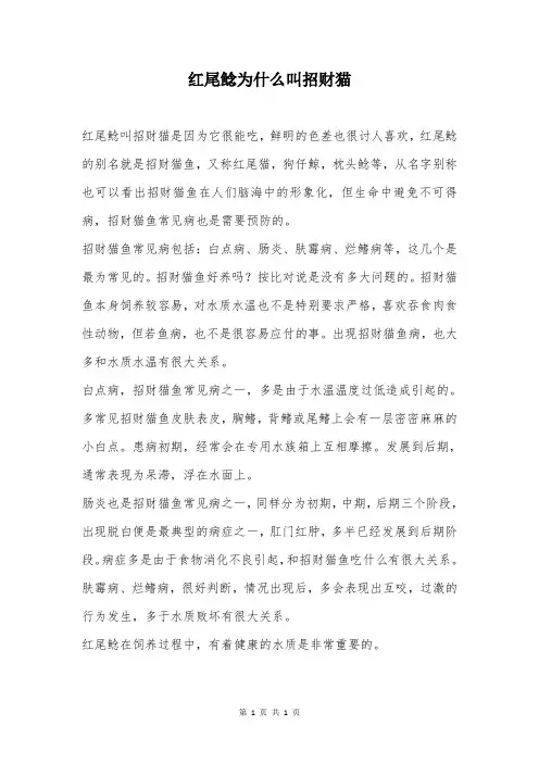 红尾鲶为什么叫招财猫
