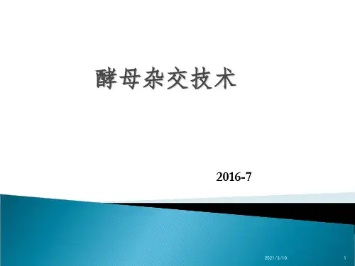 酵母各种杂交课件PPT