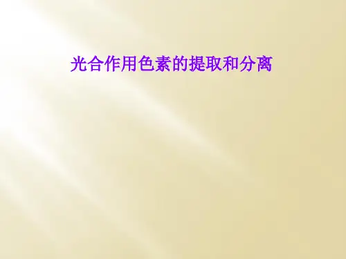 光合作用色素的提取和分离