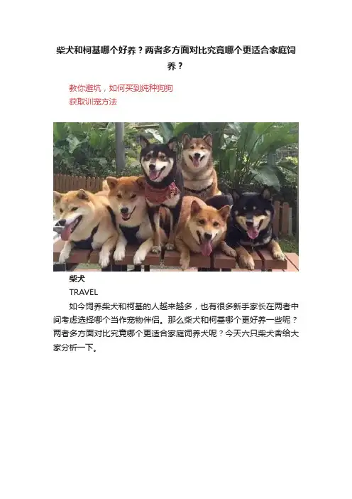 柴犬和柯基哪个好养？两者多方面对比究竟哪个更适合家庭饲养？
