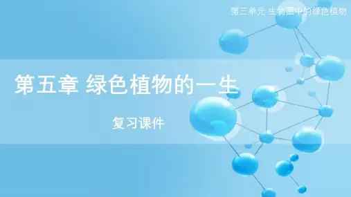 苏教版七年级生物上《第五章 绿色植物的一生》单元复习课件