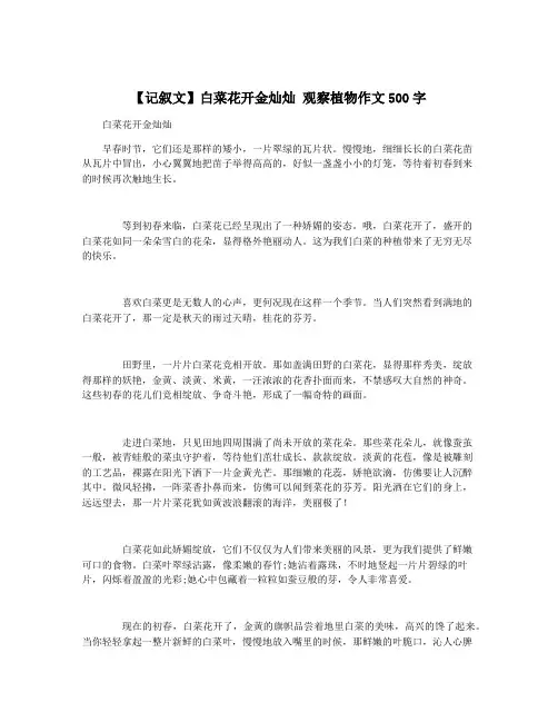 【记叙文】白菜花开金灿灿 观察植物作文500字