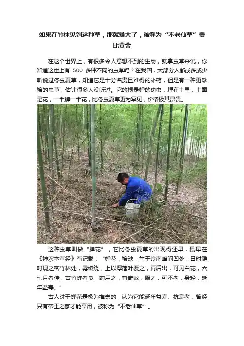 如果在竹林见到这种草，那就赚大了，被称为“不老仙草”贵比黄金