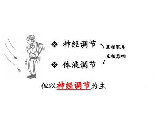 高等动物的内分泌系统和体液调节