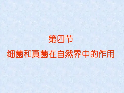 细菌和真菌在自然界中的作用课件 