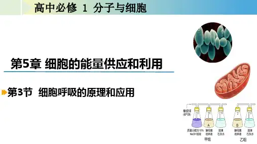 生物人教版(2019)必修一5.3细胞呼吸的原理和应用(共55张ppt)