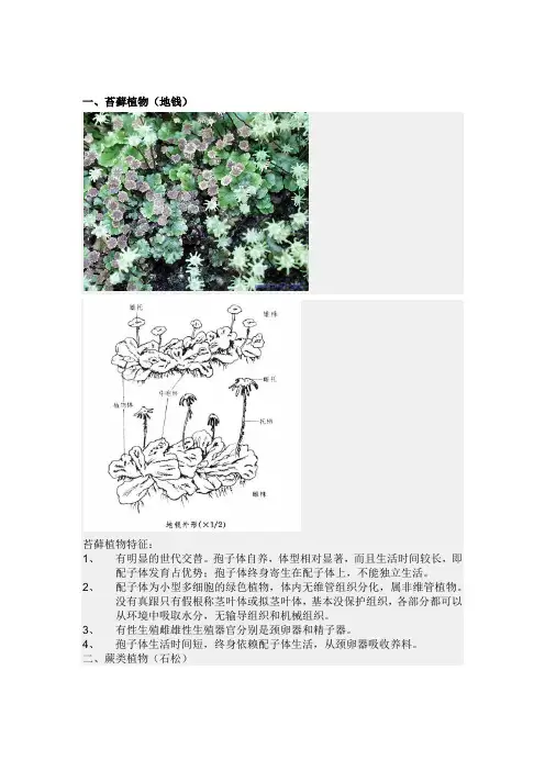 苔藓及蕨类植物