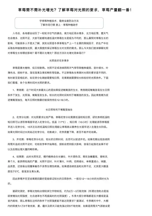 草莓需不需补光增光？了解草莓对光照的要求，草莓产量翻一番！