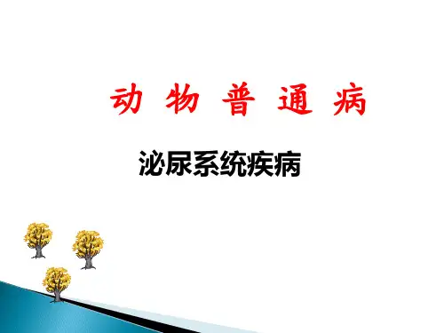 动物普通病-泌尿系统疾病