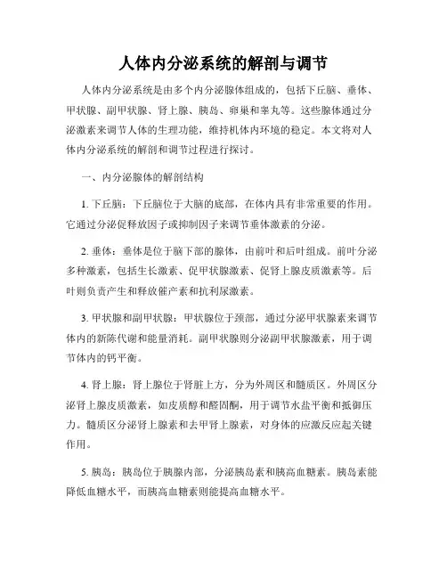 人体内分泌系统的解剖与调节
