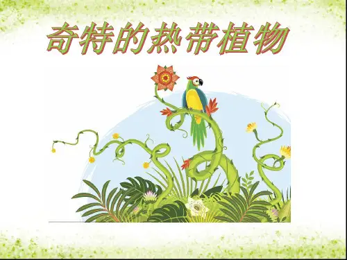 三年级上册美术课件-5.14 奇特的热带植物丨岭南版 (共24张PPT)