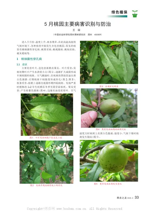 5月桃园主要病害识别与防治