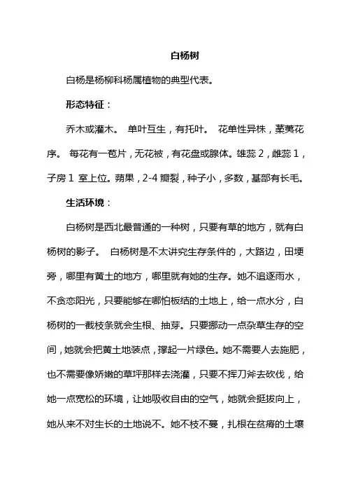 白杨树