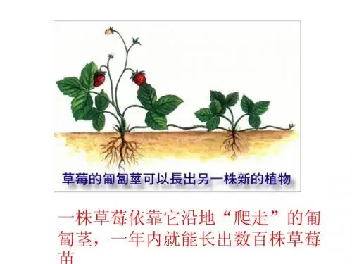 奇妙的克隆ppt